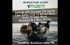 Duck Hunting Migration Report - Reelfoot Lake Duck Hunting Tennessee