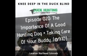 The Importance Of A Good Duck Hunting Dog