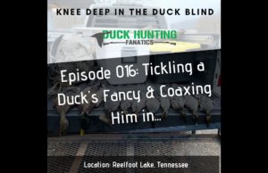 How to Tickle A Ducks Fancy & Coax Him in with Proper Duck Calling