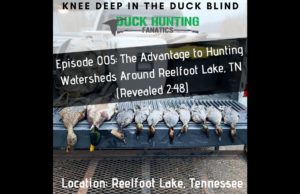 Duck Hunting Migration Alert - Reelfoot Lake Duck Hunting Tennessee